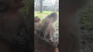 #monkeystar #monkey #animals