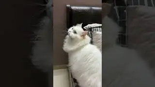 Cat trying to catch insect 🦟  and making strange noises 😺|| it is fun to him😈 ||