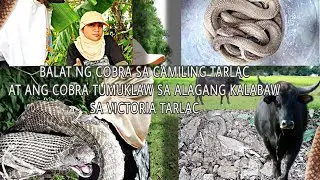 BALAT NG COBRA SA CAMILING TARLAC AT ANG COBRA TUMUKLAW SA ALAGANG KALABAW NG MAGSASAKA SA VICTORIA