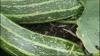 Grow Your Own Marrow Vegetables In The UK | From Seed to Harvest