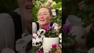 Cyclamen is the PERFECT Holiday Plant! - Easy Care, Unique, Delicate Blooms and Intricate Foliage!