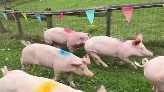 202508 The animals weekend | Rabbit | Guinea Pig | Swedish Deer | Pig Racing | Penguin Swimming