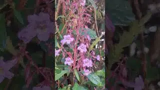 The Magic Of The Nelu Bloom... #nelu #strobilanthes #flora #floral #floraljourney #bloom #spring