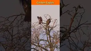 Golden Eagle Sounds