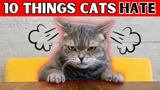 10 Things Cats HATE (#1 Might Surprise You)