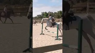 jumping roy!! he was so amazing 🤩 #shorts #equestrian #jumping