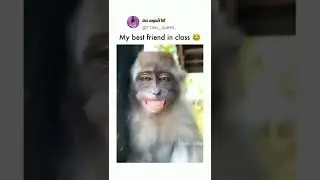 #monkey #comedy video ll tag yar best friend
