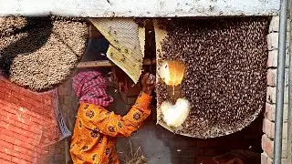 Honey harvesting to bee bee master Taiwan  Video 2025 By Survival_Red #honey #hunting #bees