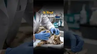 7 Silent Signs Your Cat Is Sick 😿 | Vet Tips You Can&rsquo;t Ignore!