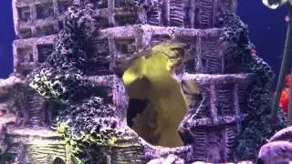 Tankville aquarium - Bob takes a beating