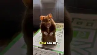 Decoding Your Hamster's Behavior: Standing on Hind Legs 🐹 #cuteanimal #pets #cute #hamsters