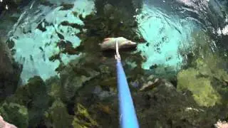 Shark Feeding at Ripley's Aquarium of the Smokies
