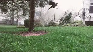 Foggy Sunday Morning, Birds Singing - Part 1