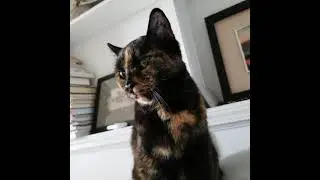 cat facial twitching - seizure?