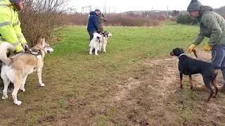 Doberman, Malamute & Northern Inuit dogs happy to see each other again