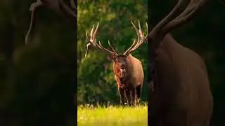 Animals time....                 video for animals.....forest