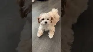 maltipoo barking video #shorts #maltipoo #dog #viral