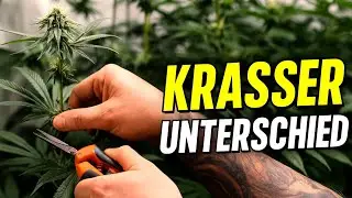 Lollipopping - Gro&szlig;es Entlauben - Defoliation Week 4