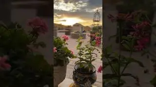 Backyard Patio Garden #backyardgarden #patiogarden #containergardening #flowers #wildflowerartbykari