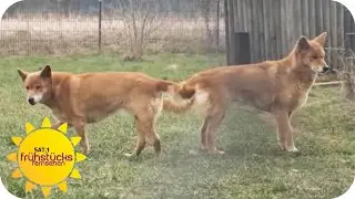 Ein Herz für Straßenhunde - Gerd Schuster rettet Problem Hunde | SAT.1 Frühstücksfernsehen