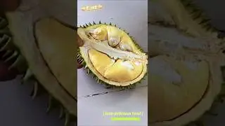 Sầu ri&ecirc;ng ri6 #saurieng #durian #fruit #shortsfeed #viralvideo #foryou #xuhuongyoutube #trending