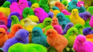 Tangkap Ayam Lucu, ayam warna warni, ayam rainbow, kelinci lucu, bebek lucu, ikan koi, Hewan Lucu
