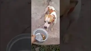 How easy to give vitamins to a Dog #dogs