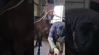 말발굽 마무리하기 hoof restoration #horse #farrier #satisfying #asmr