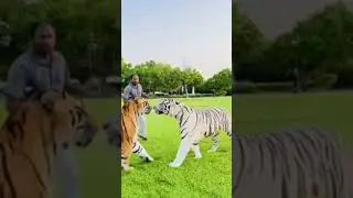 white and black stripes tiger Vs orange and black stripes tiger