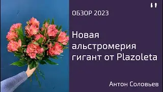 Новая альстромерия гигант от Plazoleta Flowers