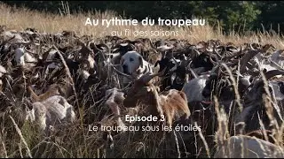 Au rythme du troupeau -  épisode 3 - Le troupeau sous les étoiles