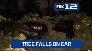 Video of tree falling on car in Canby surpasses 40,000 views