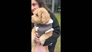 Cute doggies in AKF-Walk 2025 Dallas TX | Aga Khan Foundation USA