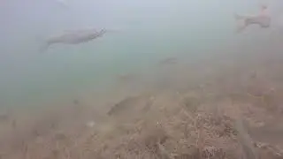 Rotfeder, Rotauge, GoPro