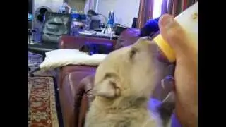 Feeding One Of The Wolf Pups
