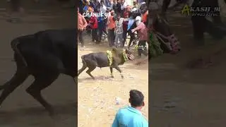 ಚೋಟು💥😈 #horihabba #indianbulls #jallikattu #trending #bulllovers #viral #shikaripura #haveri #bull