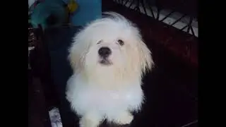 My long hair | maltese