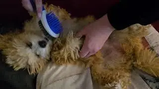 Brushing Cindy the Golden Fox 🐶🦊🥰