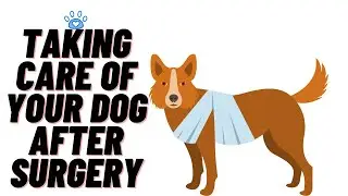 HOW TO TAKE CARE OF YOUR DOG AFTER SURGERY
