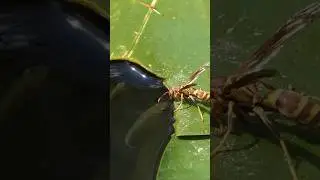 Mosquitofish nips at Paper Wasp