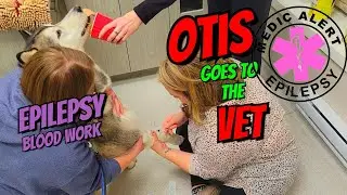 HUSKY EPILEPSY CHECKUP | ANNUAL BLOODWORK #husky #dog #epilepsy #veterinary