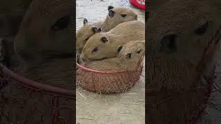 Слишком много детенышей капибар, чтобы я мог с ними справиться.