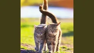 Feline Serenity Sounds
