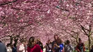Spring in Denmark🇩🇰🌸❤️