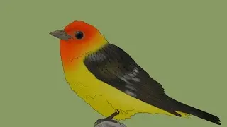 Western Tanager | SPEEDPAINT
