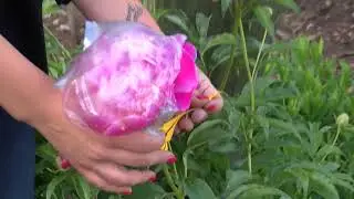 Majā un Sēta-Dārza 09 06 2018 Peonijas un ūdensrozes