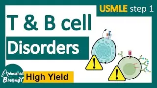 T and B cell disorders | What disease is combined B-cell and T cell deficiency? | USMLE STEP 1