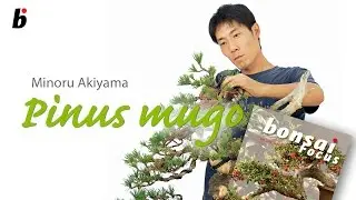 Minoru Akiyama demo on Mugo Pine