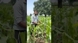 Best Insecticide for maize crops 👆🏻 #agriculture