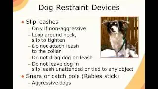 Animal Disaster Response - Animal Behavior - Companion Animals